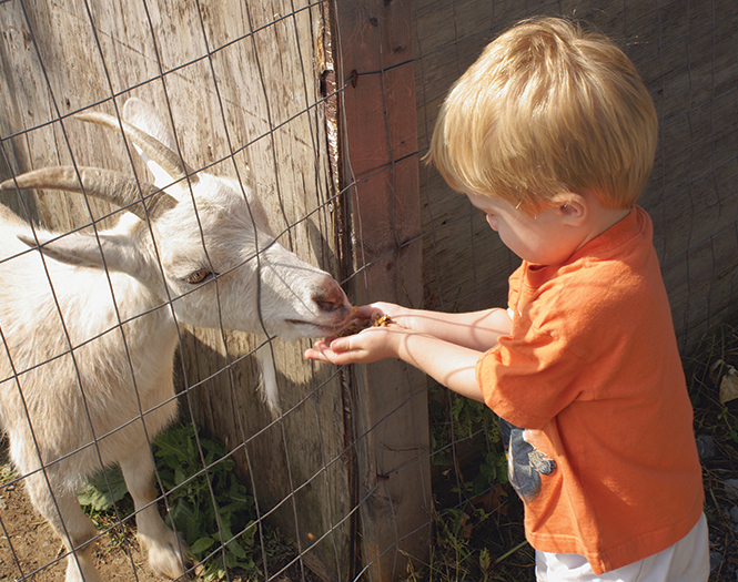 Petting Zoo.